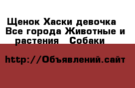 Щенок Хаски девочка - Все города Животные и растения » Собаки   